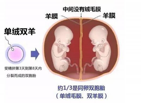 单绒单羊和单绒双羊的区别