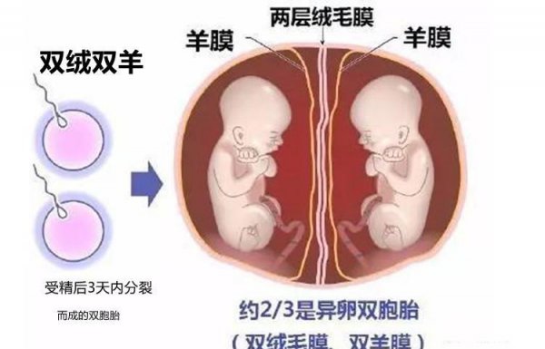 单绒单羊和单绒双羊的区别