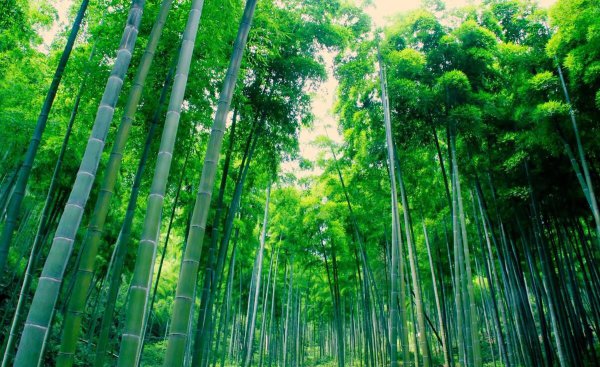 湖州安吉十大旅游景点介绍