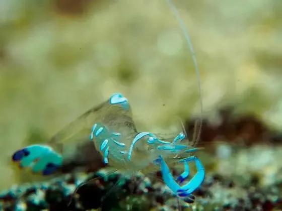 海底里有什么生物