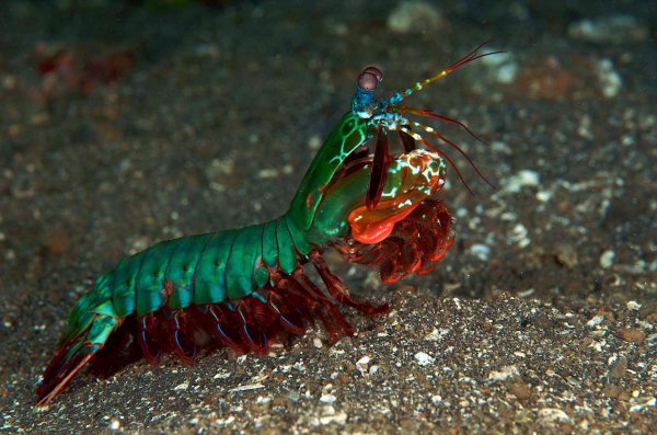 海底里有什么生物