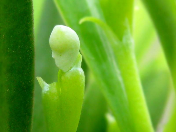 常见的裸子植物