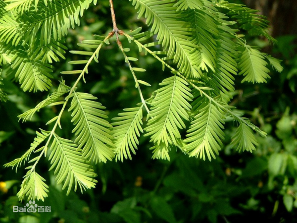 常见的裸子植物