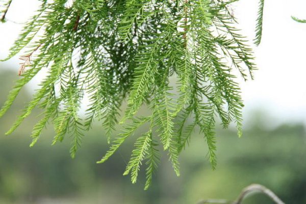 常见的裸子植物