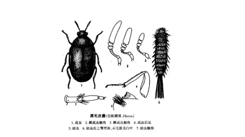 硬壳虫为什么会出现在家里