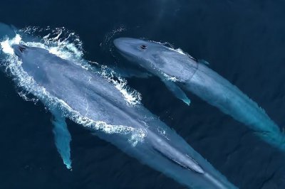 海洋动物活动的特点 介绍海洋生物的运动特征