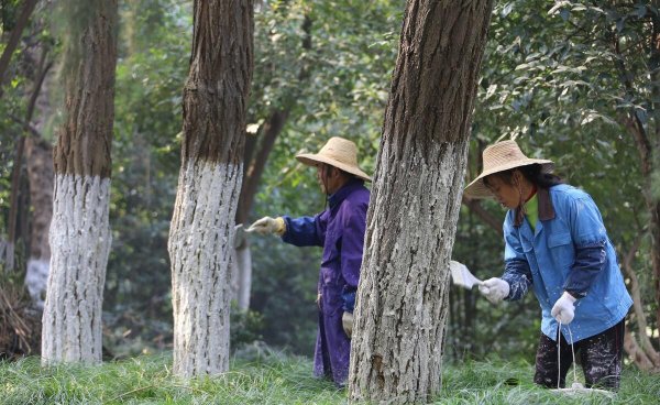 树干涂白的作用是什么