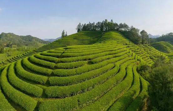 绿茶过期还能喝吗会过期吗