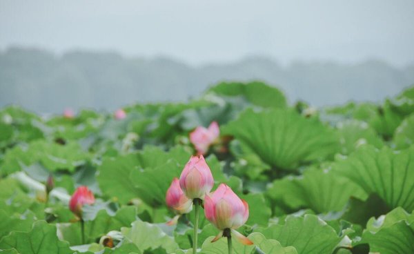 杭州西湖十大景点介绍