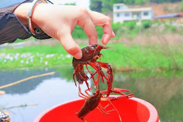 钓龙虾用什么饵最好