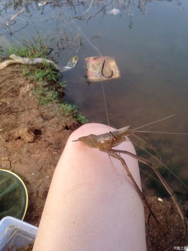 钓河虾的最佳时间是什么时间