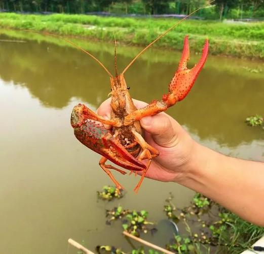 钓龙虾的最佳时间是什么时间