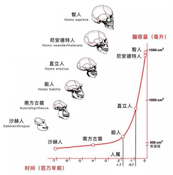 人类的演化过程是怎样的