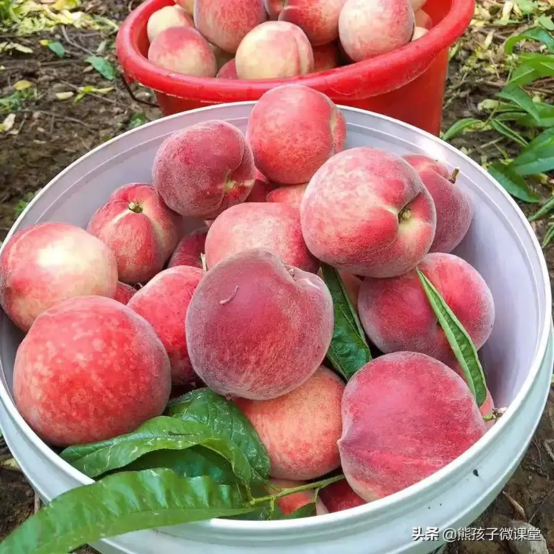 水蜜桃的作用与功效