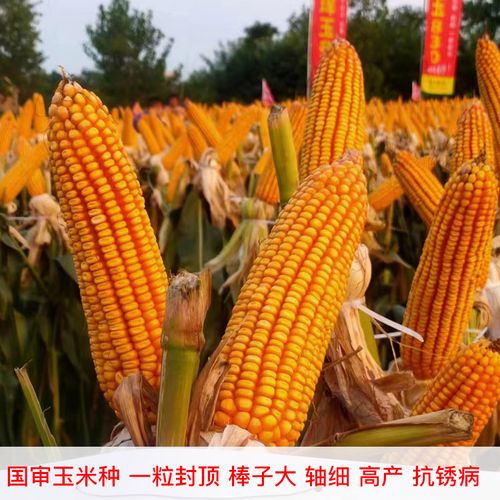 华庆101玉米种子简介图片