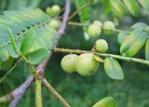 油甘子一天吃多少个最合适