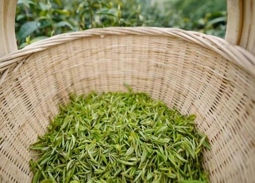 雨前茶和明前茶哪个好喝一点