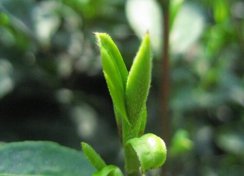 雨前茶和明前茶哪个好喝一点