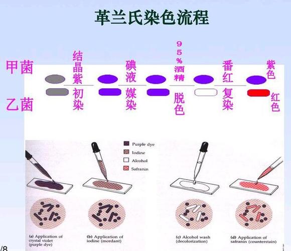 革兰染色的顺序是什么