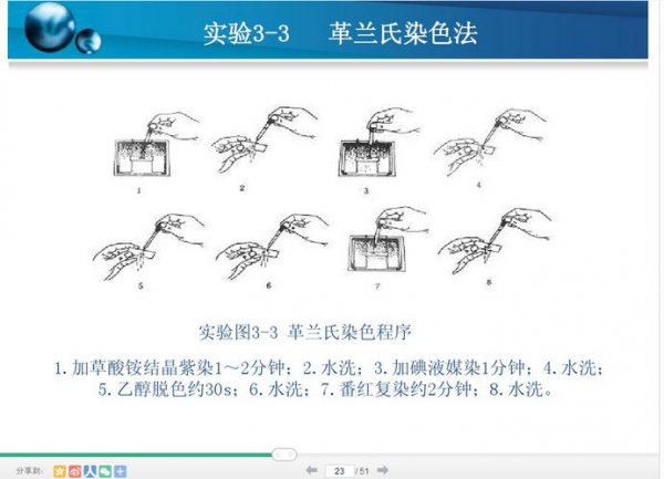 革兰染色的顺序是什么