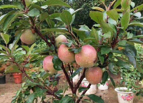 室内阳台适合种什么果树吉利风水好