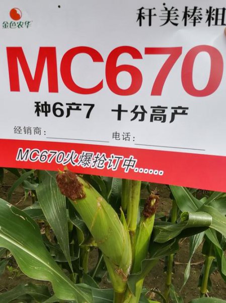 mc670玉米品种简介