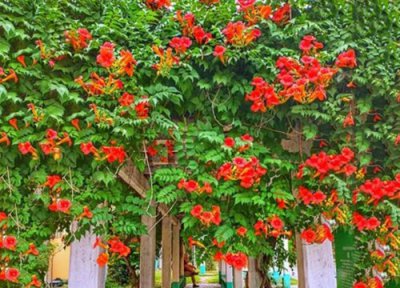 凌霄花什么时候移栽最合适 凌霄花栽种方法与要点