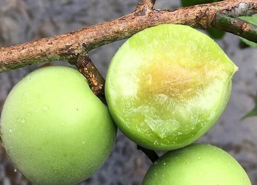 梅子成熟的季节是几月