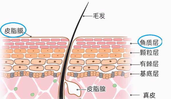 什么是果酸换肤