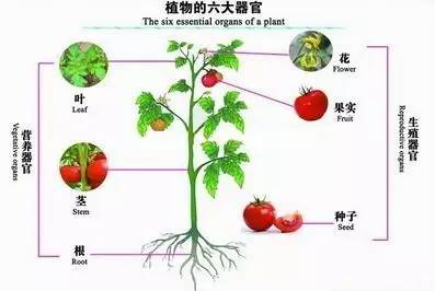 植物的胚由什么组成