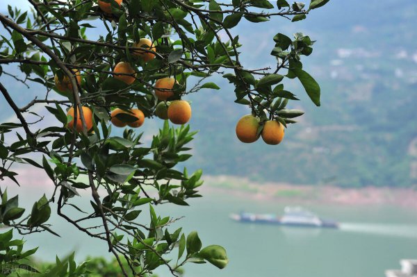 夏橙什么时候成熟