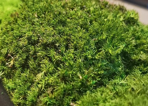 常见的10种苔藓植物名称及图片