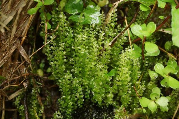 常见的10种苔藓植物名称及图片