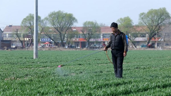 小麦纹枯病防治的最佳时期