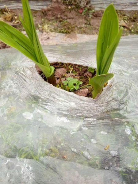 白芨种子育苗方法和技术