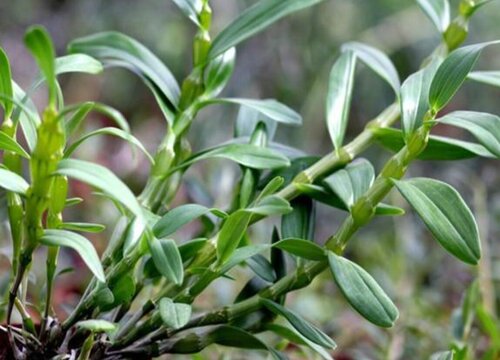 植物黄金是什么植物类型