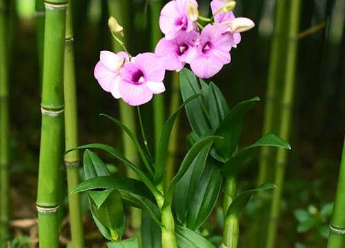 植物黄金是什么植物类型