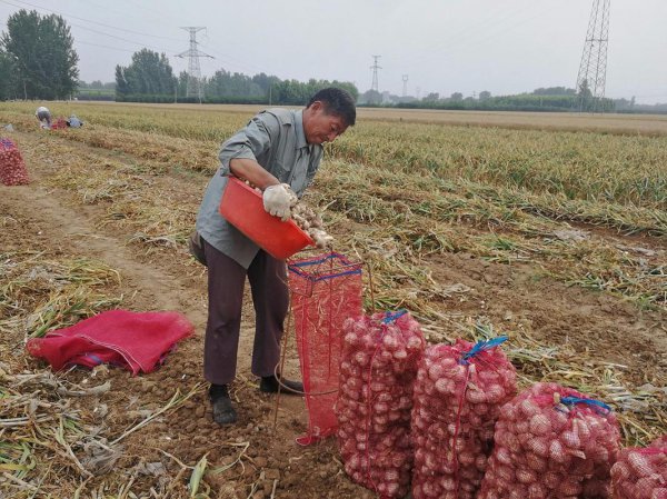 大蒜什么时候收获最佳