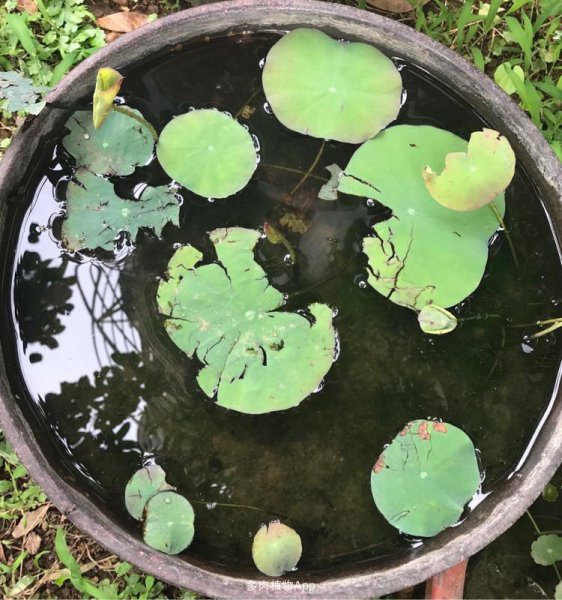 碗莲发芽后多久入泥土