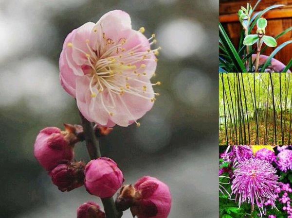 人们常说的花中四君子是指什么植物