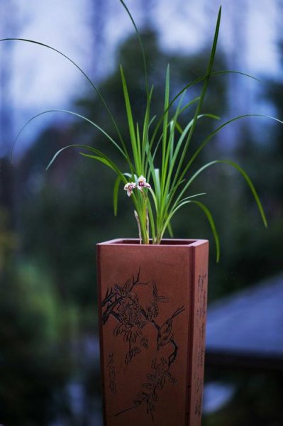 人们常说的花中四君子是指什么植物