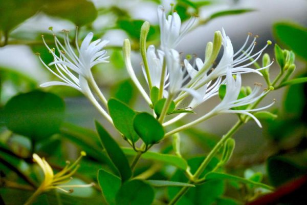 忍冬花与金银花的关系