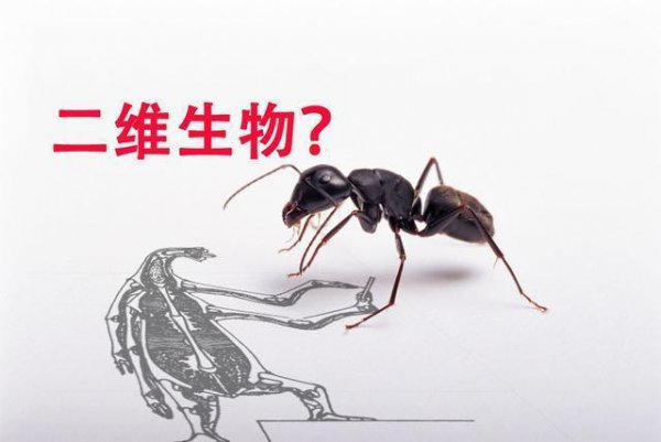 二维生物有哪些特点