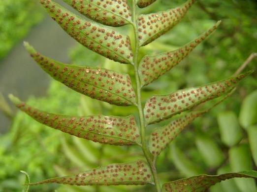 贯众是什么植物类型？属于裸子还是被子植物？