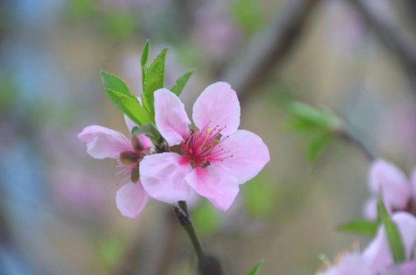 春季常见植物介绍