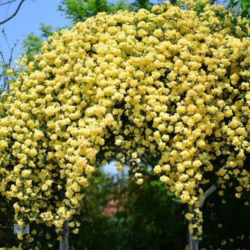 黄木香花为什么不能种在家里