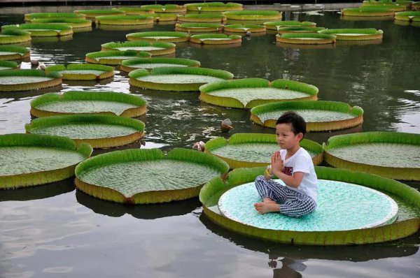 世界十大稀有植物是什么