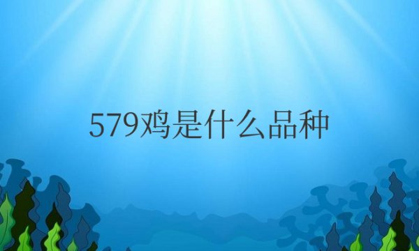 579鸡是什么品种