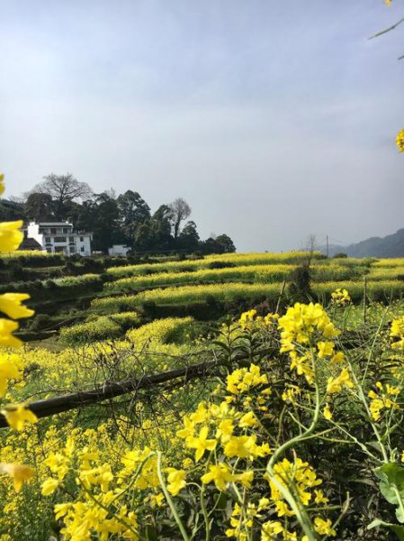 婺源油菜花几月开放好看