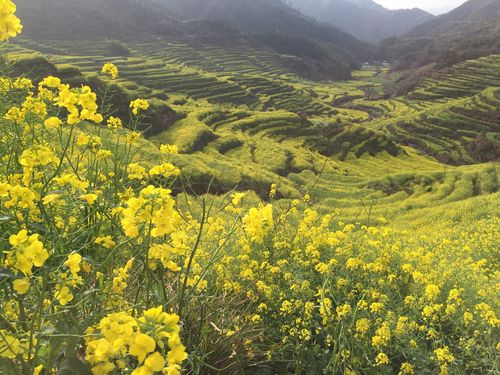 婺源油菜花几月开放好看